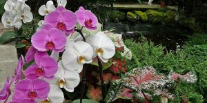 Orchideafarm